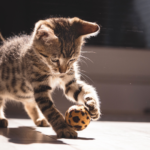 猫と長く一緒に過ごすための秘訣